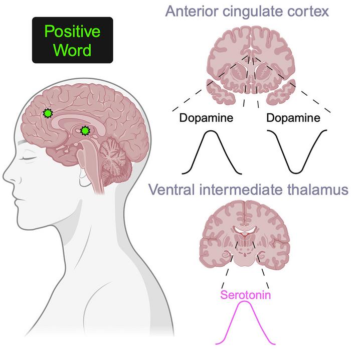 Neurotransmitter release