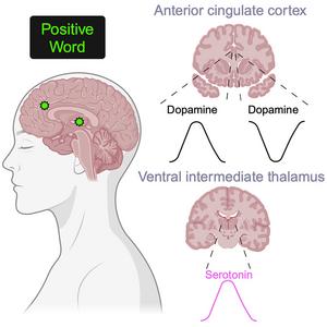 Neurotransmitter release