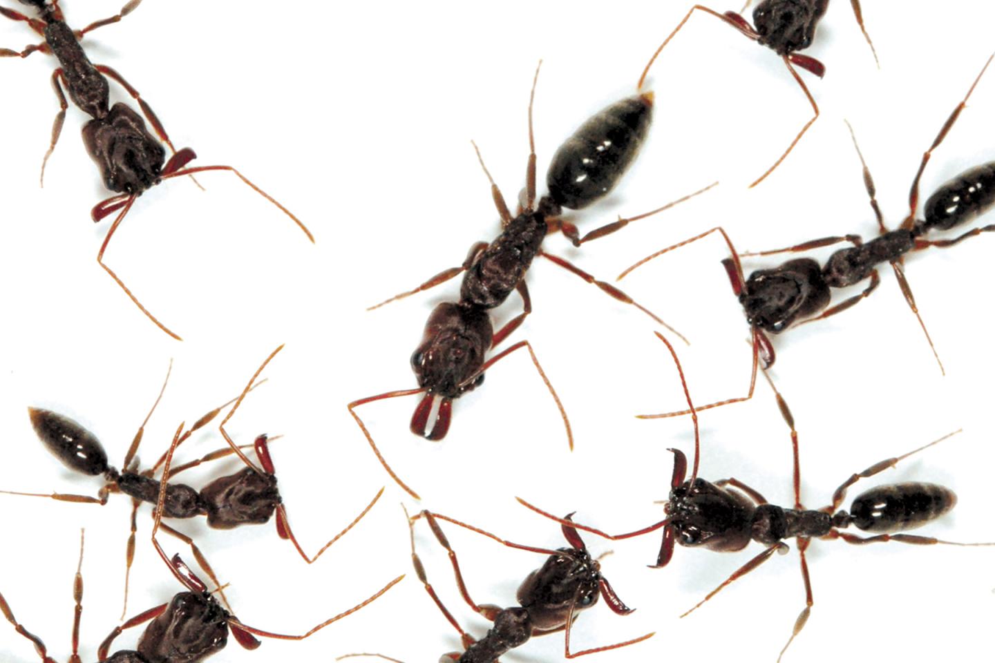 Trapjaw Ant Queen and Workers [IMAGE] EurekAlert! Science News Releases