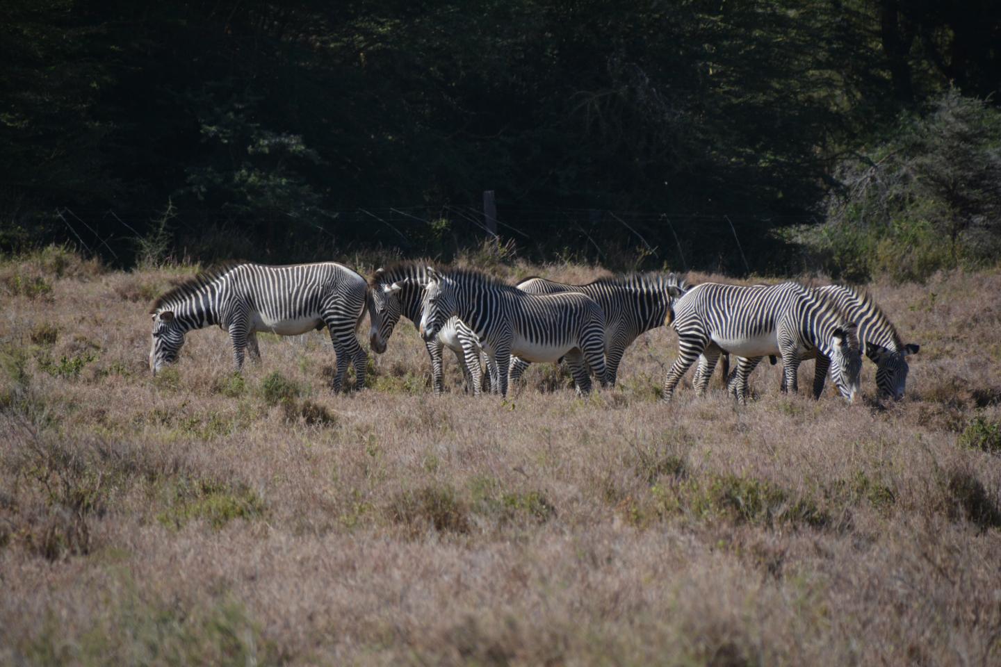 Zebras