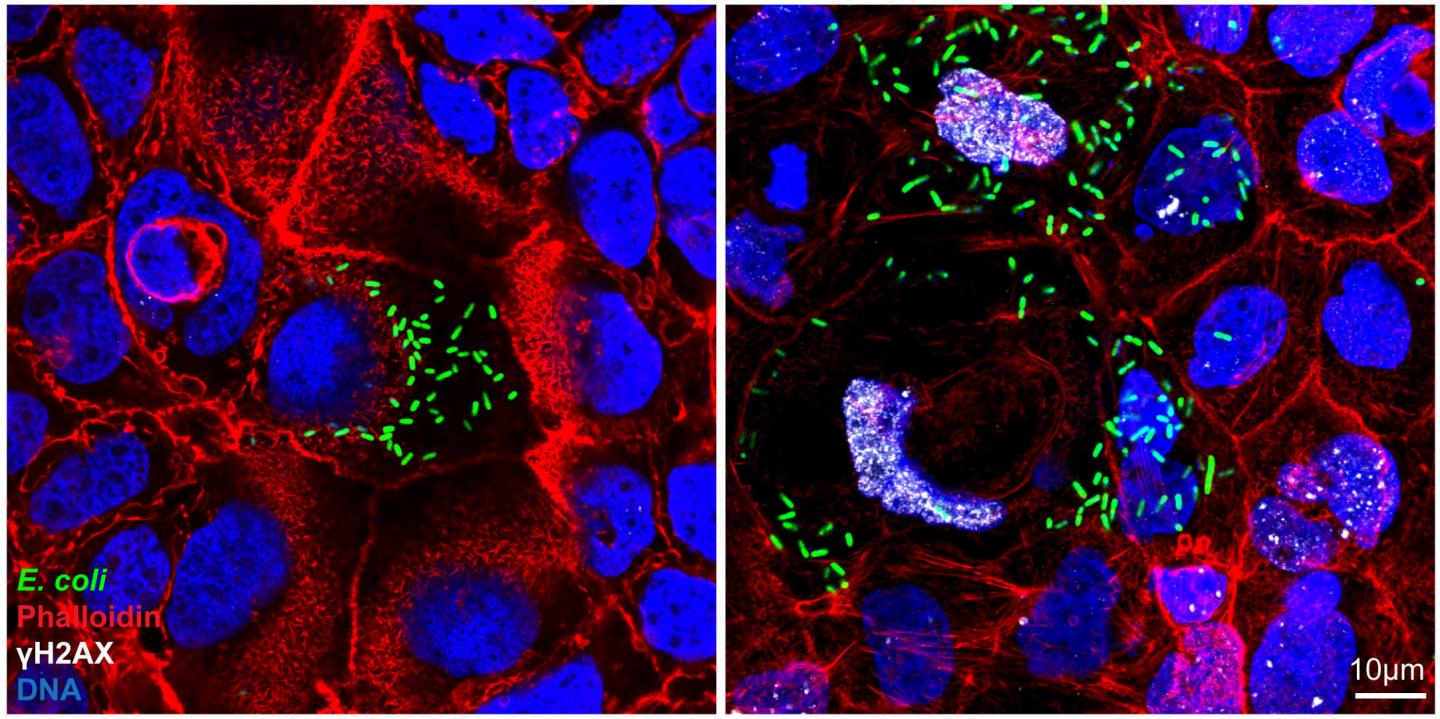 Immunofluorescence