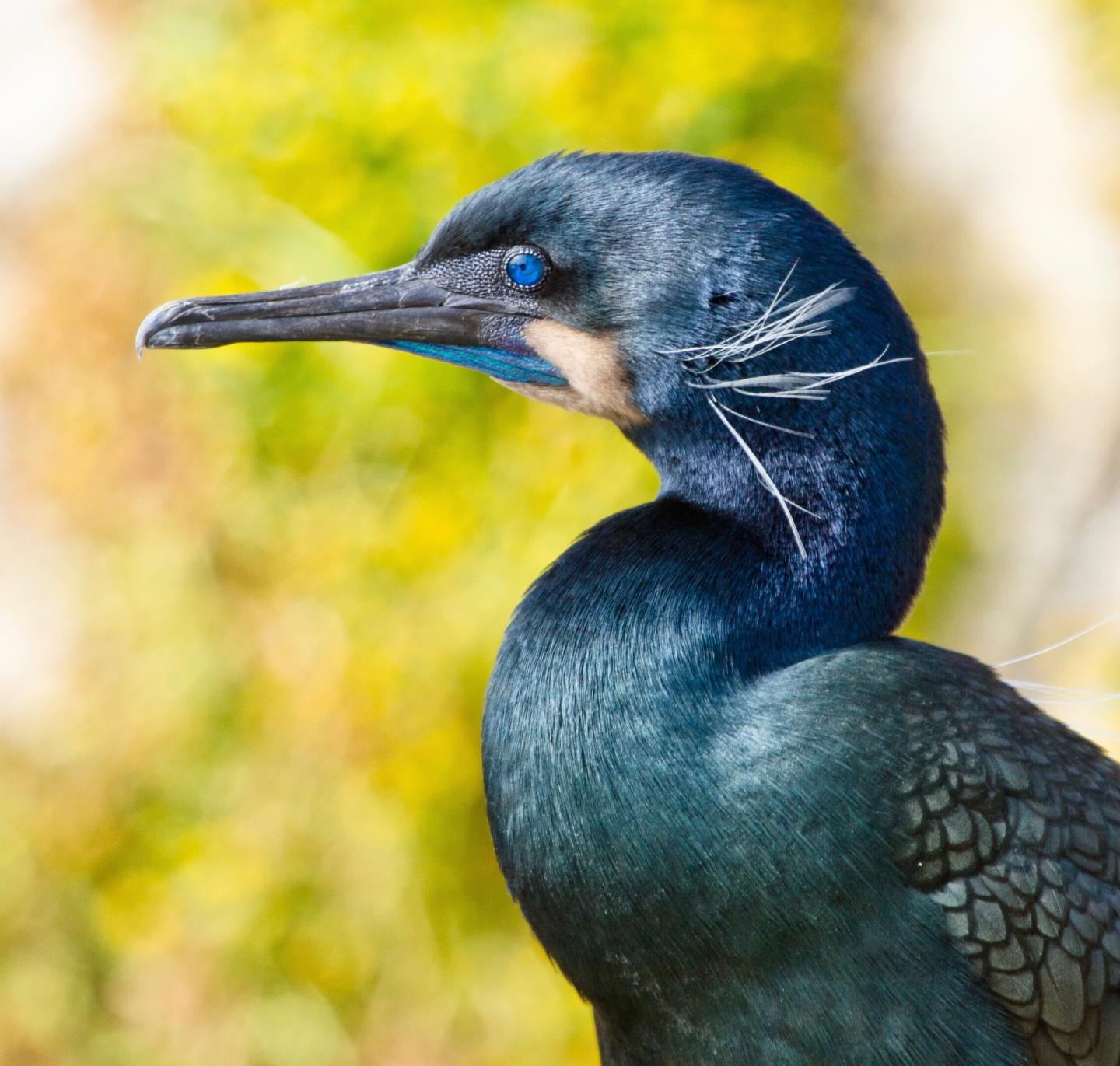 Brandt's Cormorant