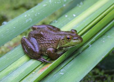 Abnormal Frogs Less Common Than Feared