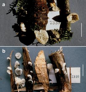 Metacampanella dendrophora