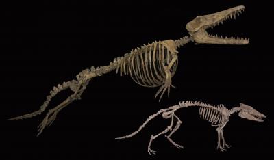 Skeletons of the extinct whales <i>Ambulocetus</i> and <i>Pakicetus</i>