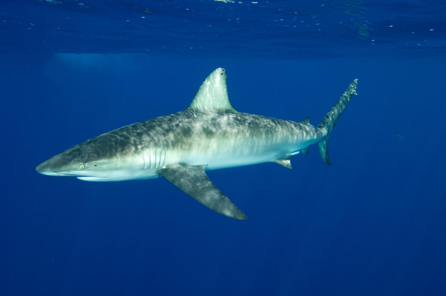 Galapagos Shark
