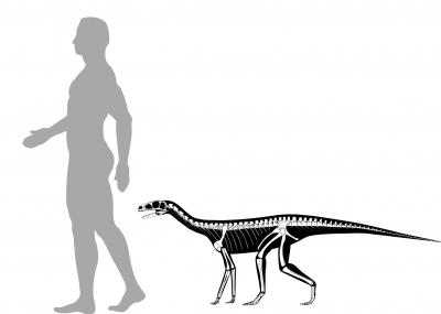 Asilisaurus Size Comparison