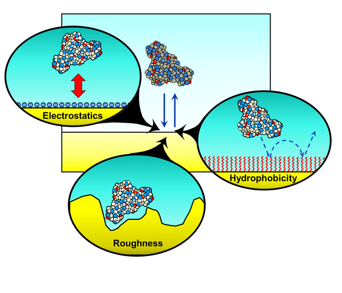 hydrophobicity, surface roughness and electrostatic effects