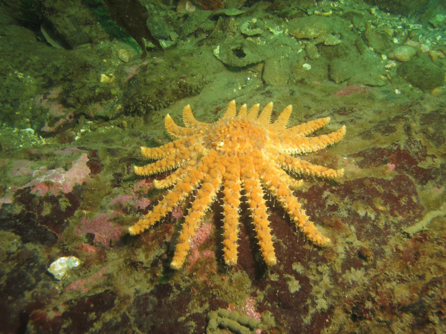 Sea Star Wasting Disease Had Severe Impact on Sunflower Sea Stars in the Salish Sea