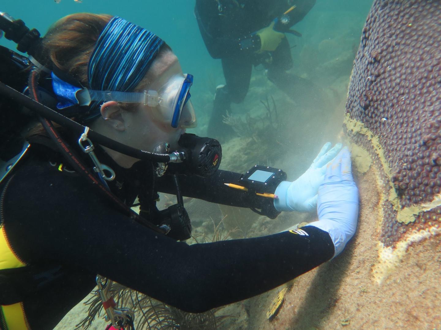 Stony coral tissue loss disease
