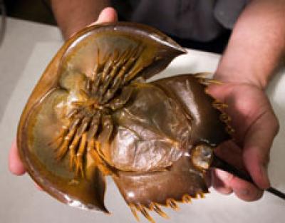 Horseshoe Crab
