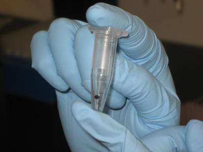 Single Egg in Tube Destined for Caviar DNA Testing