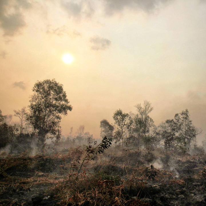 Peatland smouldering following fire in a disturbed forest in southeast Asia