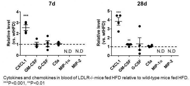 Cytokines and chemokines in blood of LDLR -/- mice after High Fat Diet