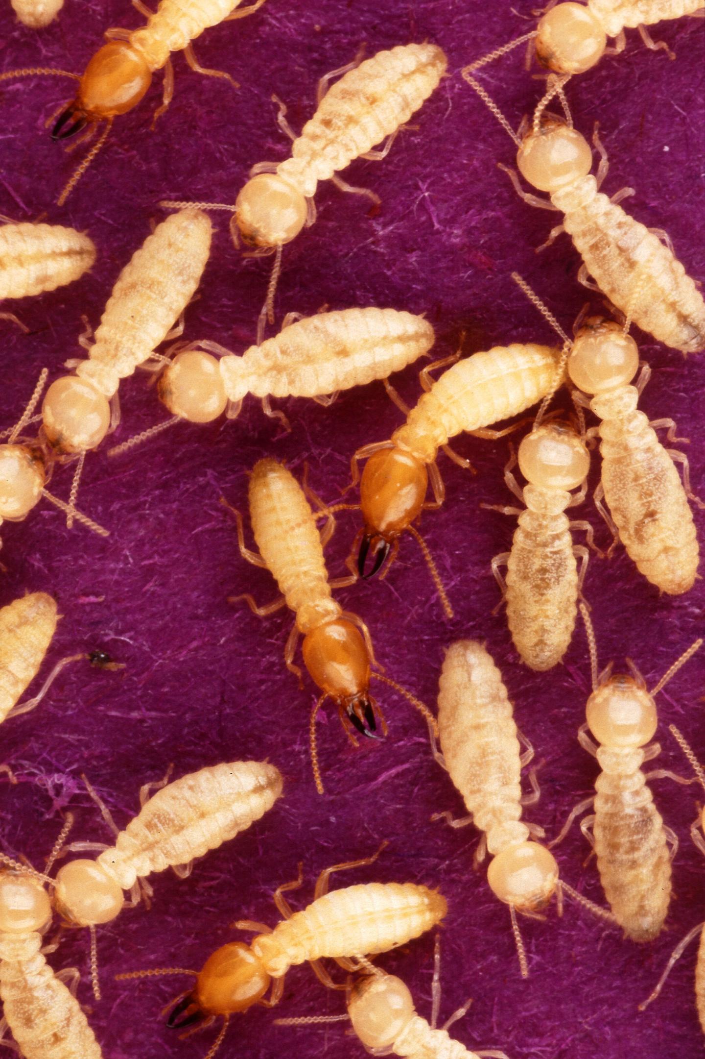 Formosan Subterranean Termite