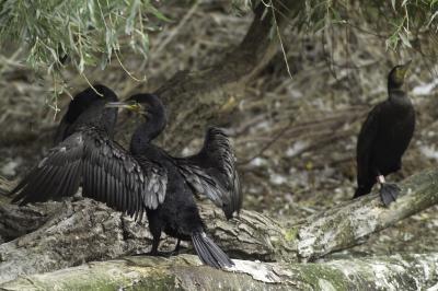 Cormorant (1 of 2)
