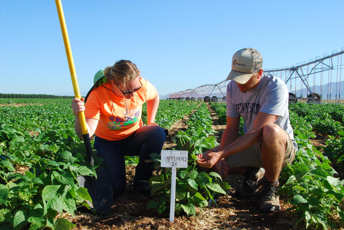 Beanfield [IMAGE] EurekAlert! Science News Releases