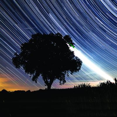 Artist's Rendition of Microbial Dark Matter and the Tree of Life