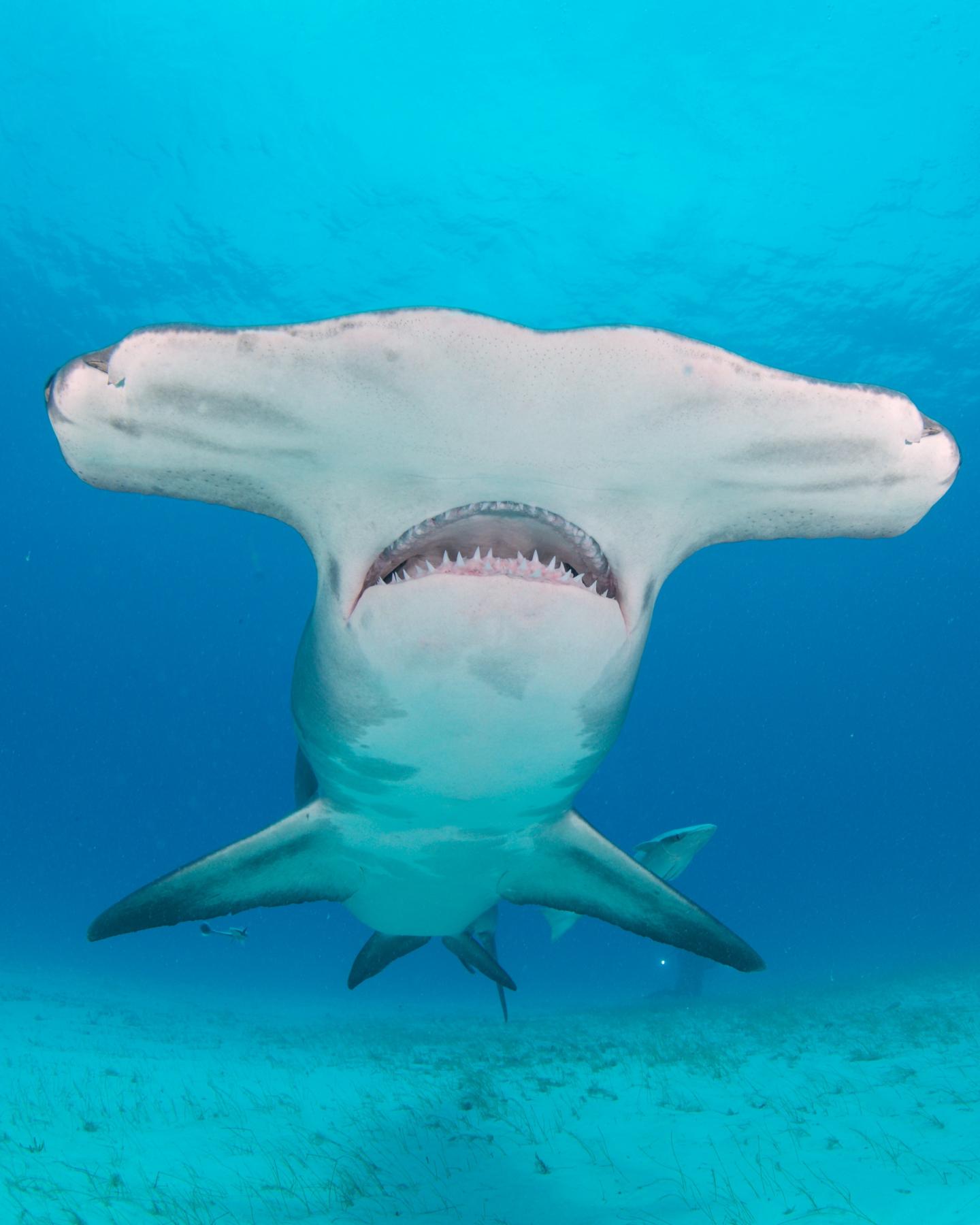The Great Hammerhead