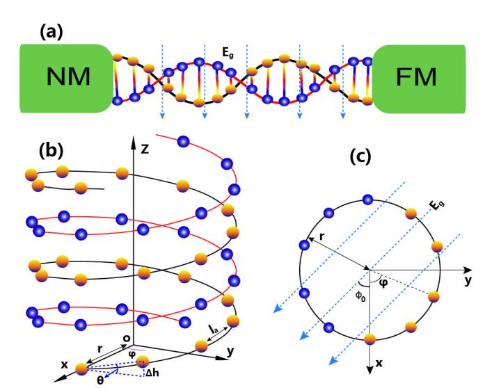 Geometry of the dsDNA Sandwiched Between a Nonmagnetic Metal and a Ferromagnet One