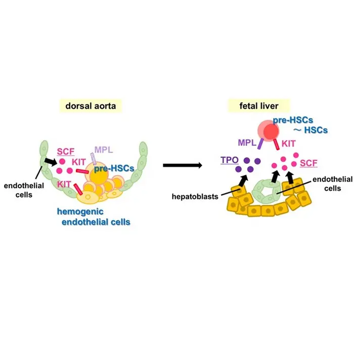 The mechanism of HSC development