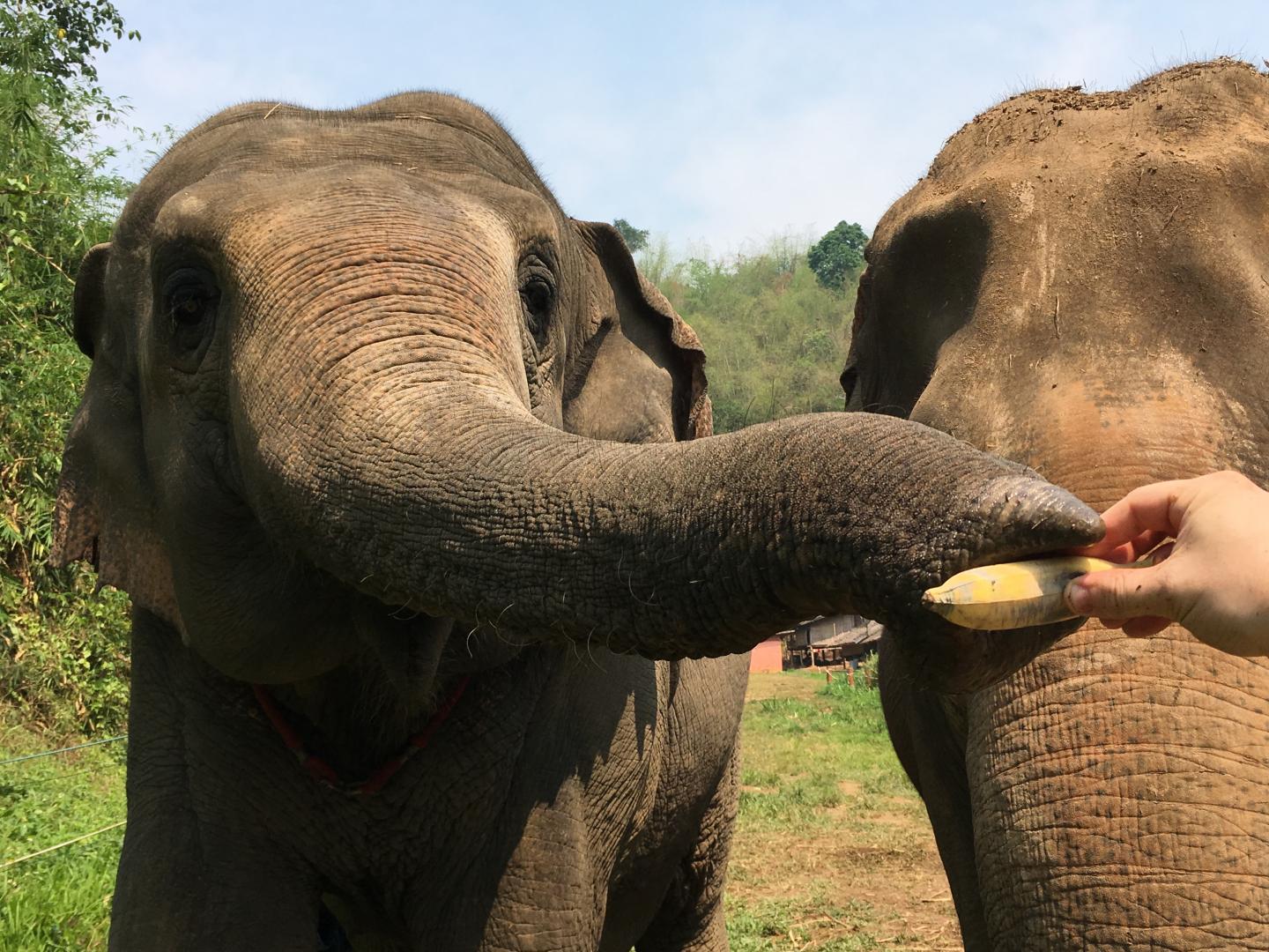 An Elephant (Or Elephants) at the Golden Triangle Asian Elephant Foundation in Chiang Rai, Thailand
