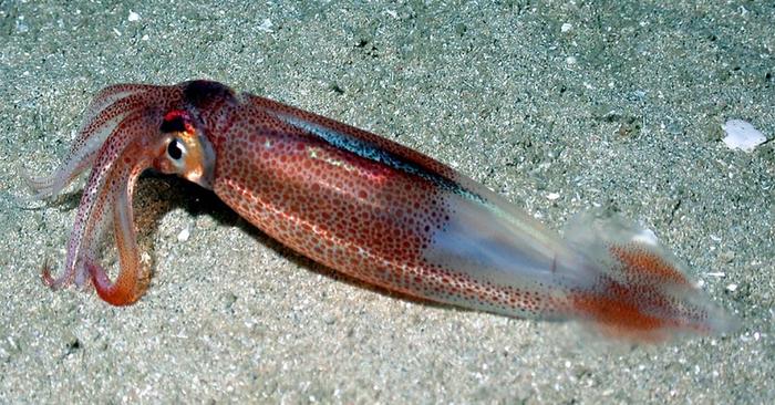 Market Squid