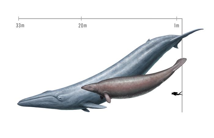 Slimming Down a Colossal Fossil Whale