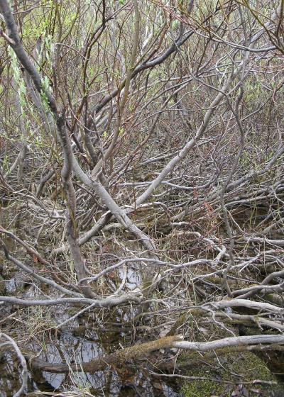 'Mangroves' of the North