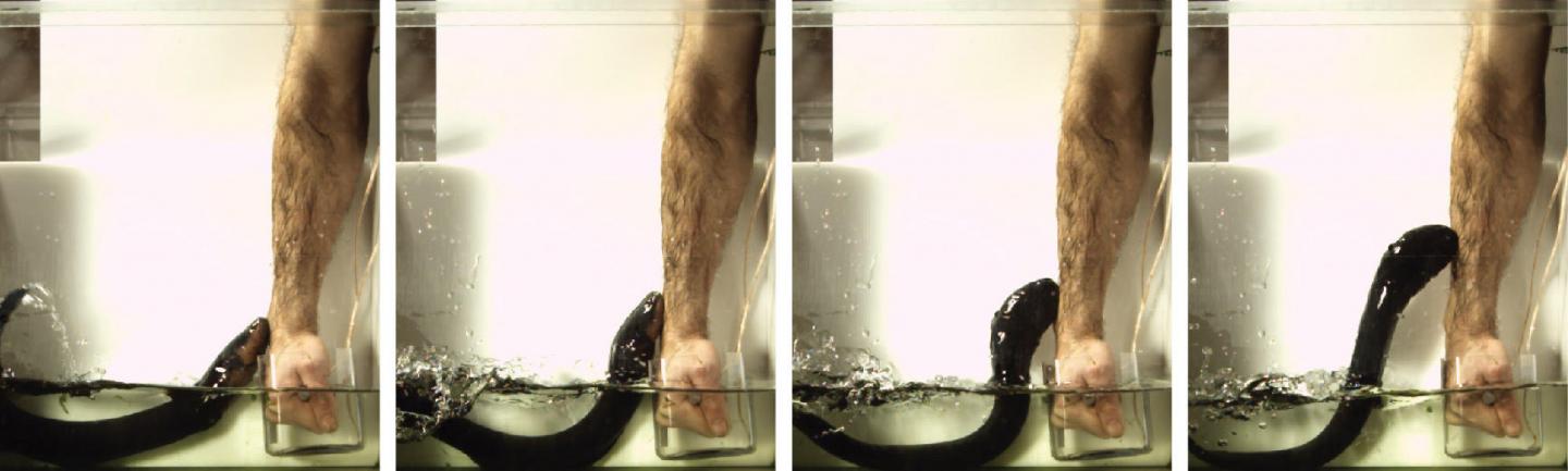 Electric Eel and Human [IMAGE] | EurekAlert! Science News Releases