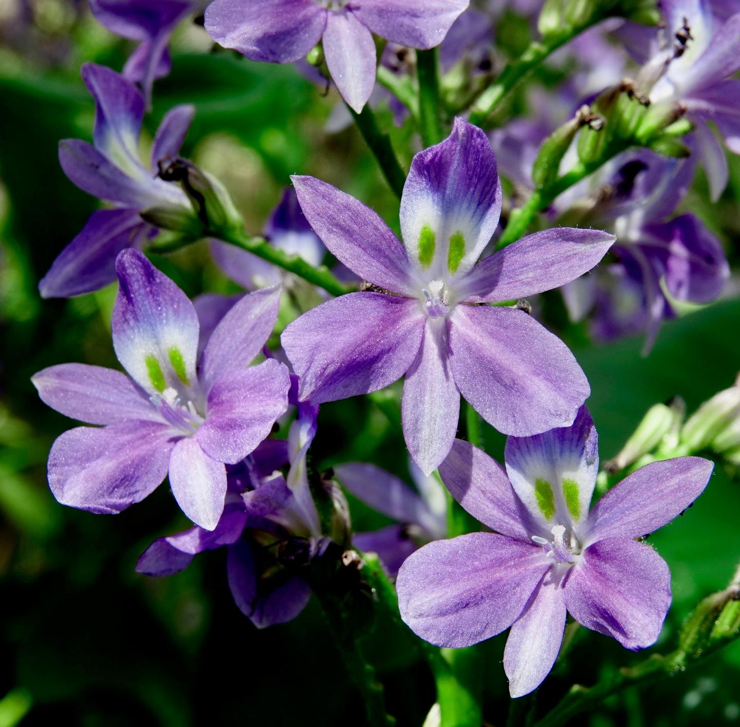 <i>Eichornia paniculata</i>