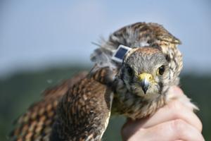 Up-close look at an American Kestrel