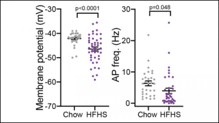 Changes to the Brain's Reward System May Drive Overeating in Mice