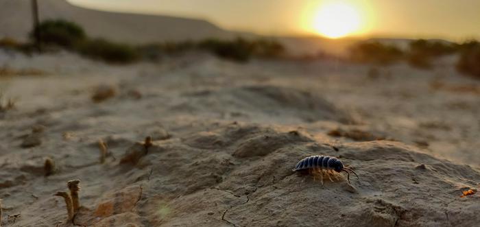 A Macrodecomposer Foraging in Dryland