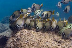 Herbivorous fish are critical to the future of coral reefs