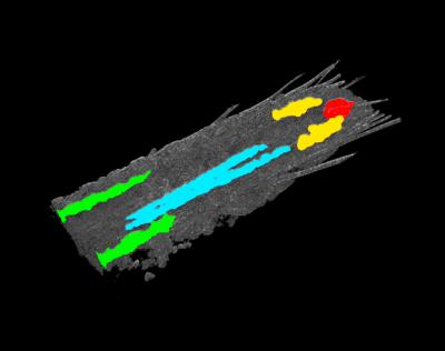 Drosophila Central Nervous System