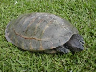 Central American River Turtle