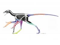 Reconstructed Body Outline of the Bird-Like Feathered Dinosaur <i>Anchiornis</i> Using Laser-Stimula