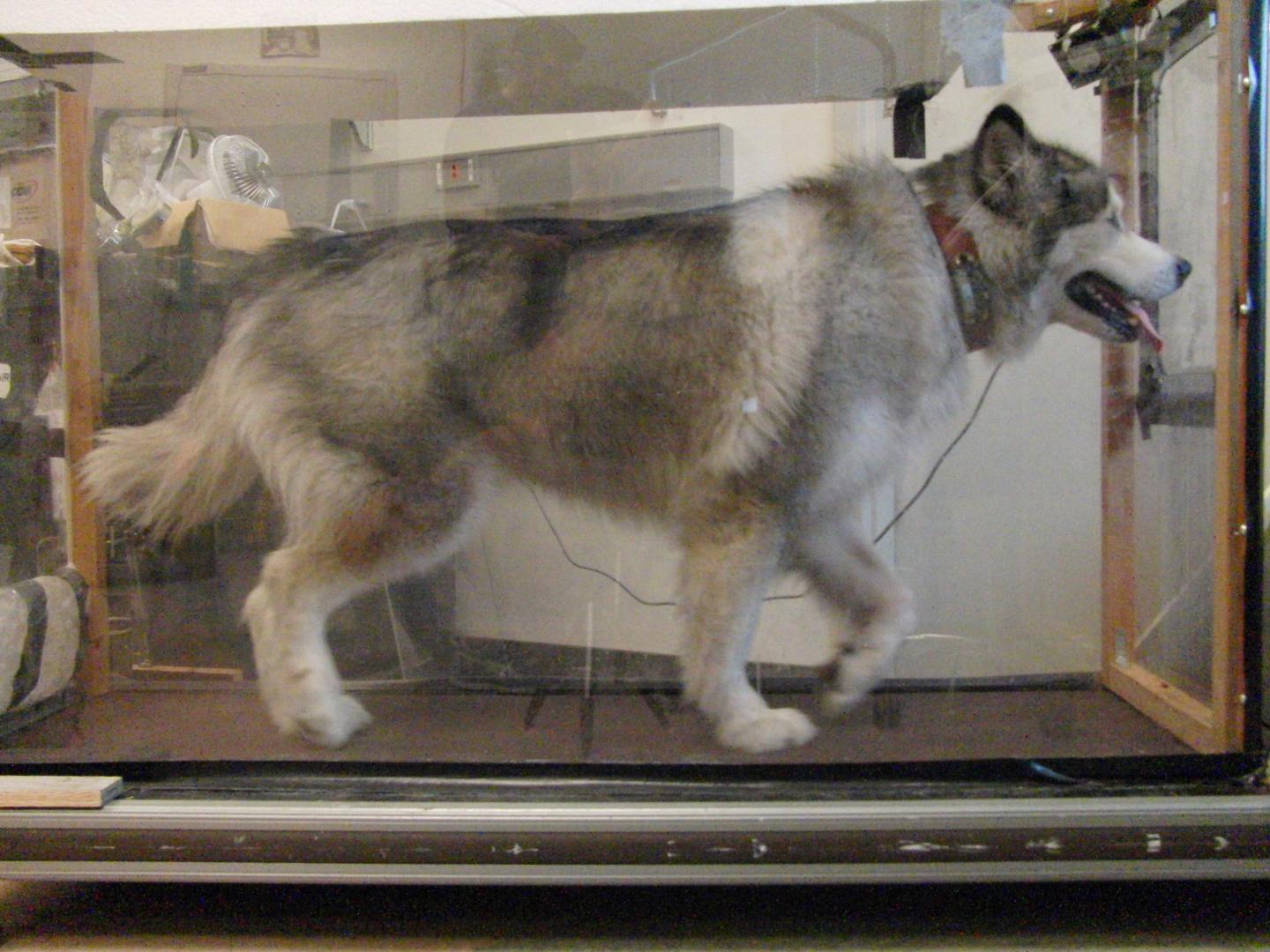 Kida on Treadmill