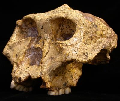 <I>Paranthropus robustus</I> Skull