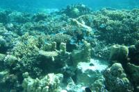 Coral Reef in Moorea