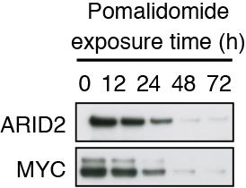Figure 1. Effects of pomalidomide treatment on ARID2 and MYC levels
