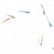 Freely Foraging Zebrafish