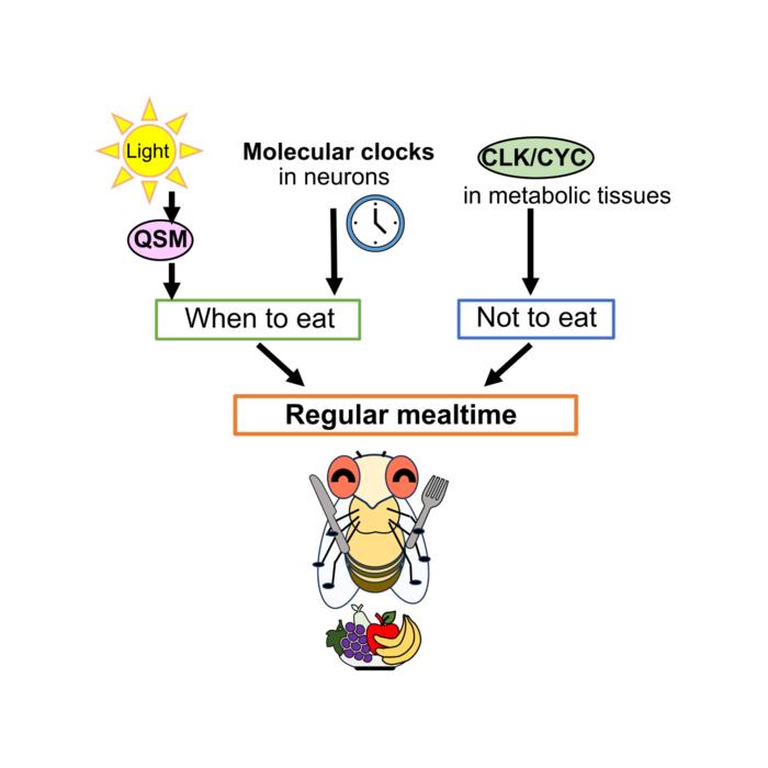 Molecular mechanisms behind regular feeding cycles in fruit flies.