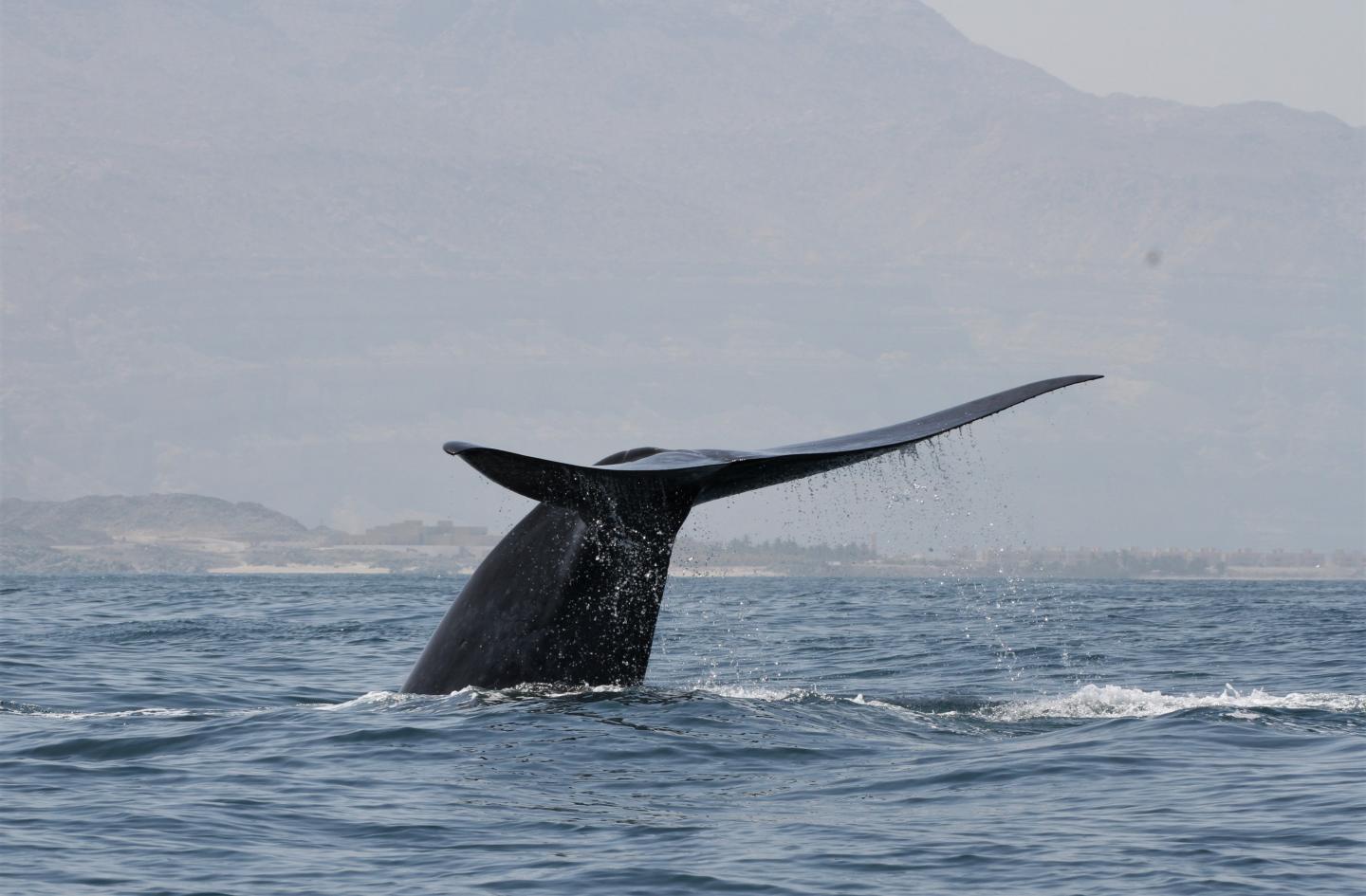 Northwest Indian Ocean Blue Whale