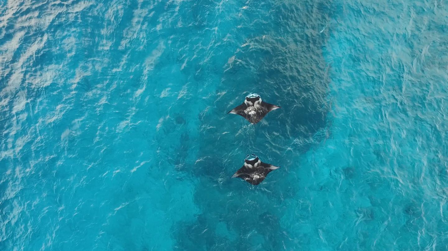 Manta Rays