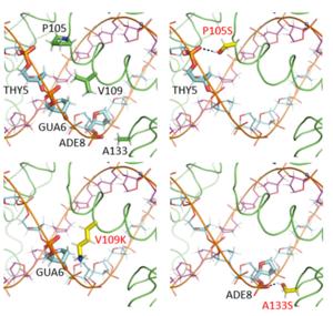 Zinc Finger Nucleases