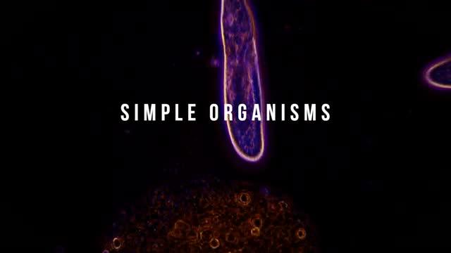 Simple Organisms; Complex Behaviors