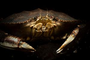 Dungeness crab