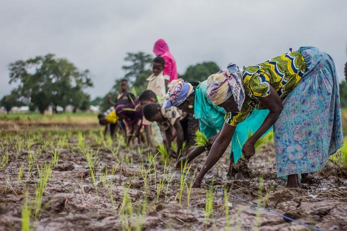 Study shows that the engagement of African women and young people in agricultural service provision is ‘not a panacea to the challenges they face’ such as limited decision-making in production and income (Credit: CABI).